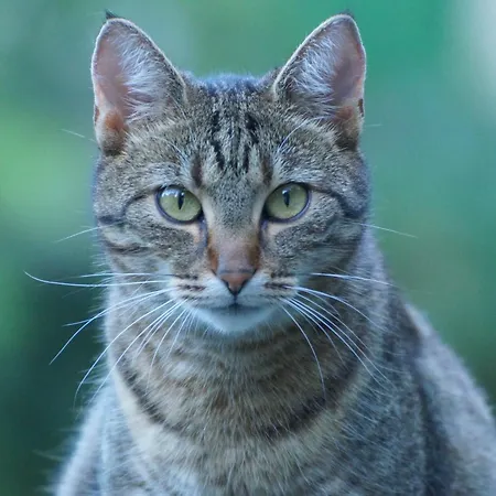 Bed & Breakfast Wildrose