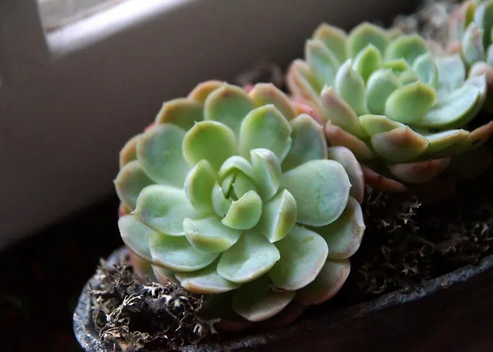 Bed & Breakfast Wildrose 4*