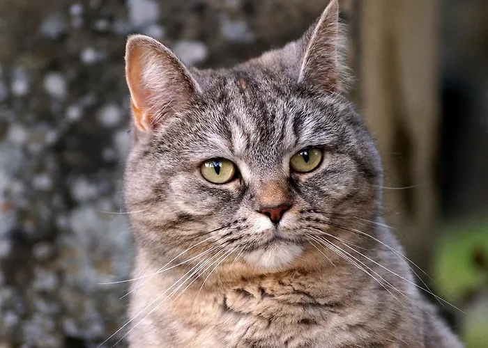 Bed and Breakfast Wildrose 4*