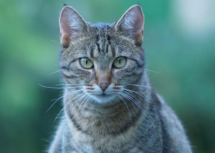 Bed and Breakfast Wildrose