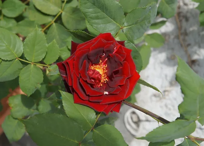 Wildrose